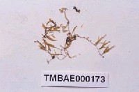 藏品(小樹平苔)的圖片